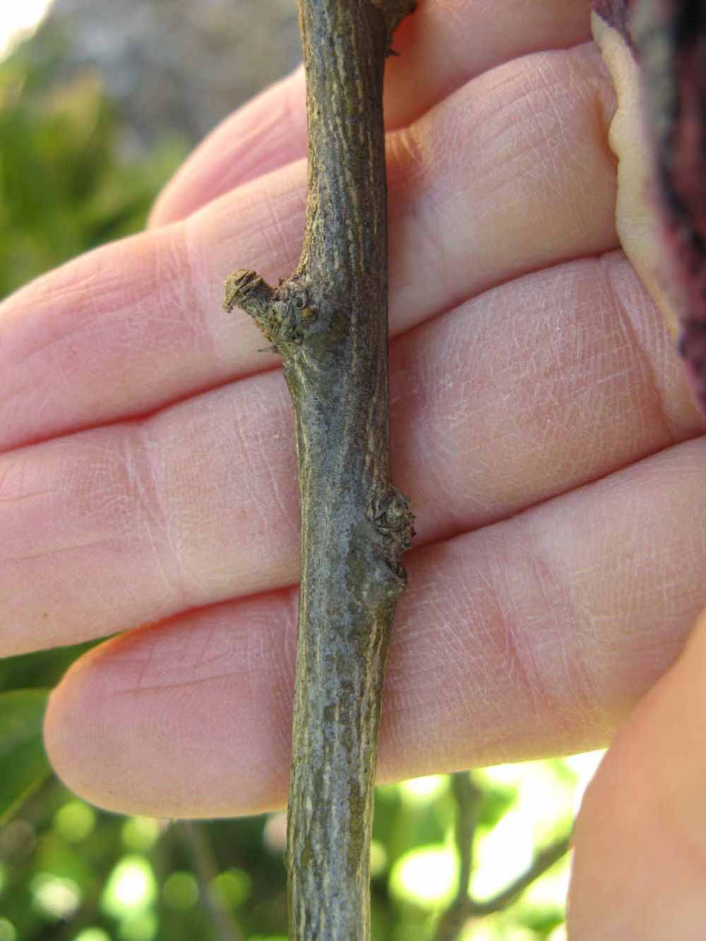              Second - third year twig (Winter Haven, FL)       